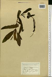 Potamogeton alpinus Balb., Eastern Europe, Central region (E4) (Russia)
