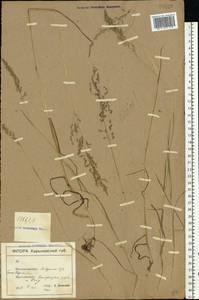 Poa, Eastern Europe, North Ukrainian region (E11) (Ukraine)