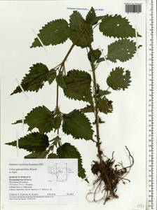 Urtica dioica subsp. pubescens (Ledeb.) Domin, Eastern Europe, Central region (E4) (Russia)