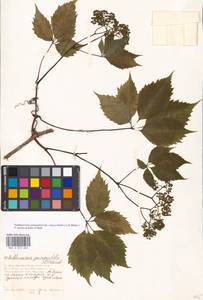 Parthenocissus quinquefolia (L.) Planch., Eastern Europe, Moscow region (E4a) (Russia)