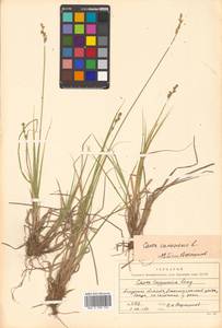 Carex canescens subsp. canescens, Siberia, Russian Far East (S6) (Russia)