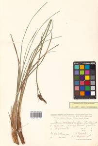 Carex middendorffii F.Schmidt, Siberia, Russian Far East (S6) (Russia)