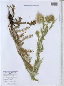 Cirsium echinus (M. Bieb.) Hand.-Mazz., Caucasus, Stavropol Krai, Karachay-Cherkessia & Kabardino-Balkaria (K1b) (Russia)