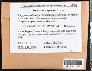 Dicranum spadiceum J.E. Zetterst., Bryophytes, Bryophytes - Russian Far East (excl. Chukotka & Kamchatka) (B20) (Russia)