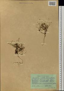 Sabulina rubella (Wahlenb.) Dillenb. & Kadereit, Siberia, Central Siberia (S3) (Russia)