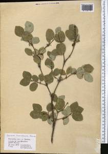 Lonicera tianshanica Pojark., Middle Asia, Western Tian Shan & Karatau (M3) (Kyrgyzstan)