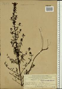 Pedicularis palustris L., Eastern Europe, Moscow region (E4a) (Russia)