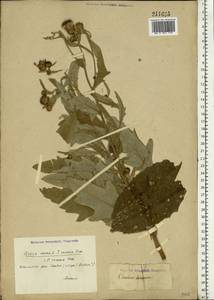 Cirsium arvense (L.) Scop., Eastern Europe, Lower Volga region (E9) (Russia)