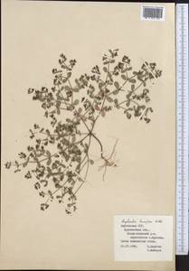 Euphorbia humifusa Willd., Middle Asia, Muyunkumy, Balkhash & Betpak-Dala (M9) (Kyrgyzstan)