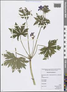 Geranium pratense L., Eastern Europe, Moscow region (E4a) (Russia)