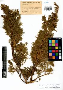 Juniperus pseudosabina Fisch. & C.A.Mey., Siberia, Baikal & Transbaikal region (S4) (Russia)