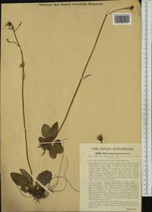 Hieracium rotundatum subsp. rotundatum, Western Europe (EUR) (Croatia)