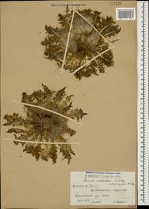 Cirsium rhizocephalum C. A. Mey., Caucasus, Armenia (K5) (Armenia)