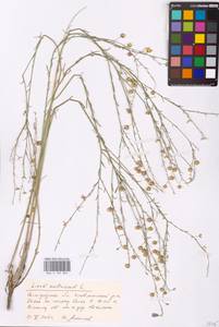 Linum austriacum L., Eastern Europe, Lower Volga region (E9) (Russia)