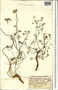 Chaerophyllum humile M. Bieb., Caucasus, Stavropol Krai, Karachay-Cherkessia & Kabardino-Balkaria (K1b) (Russia)