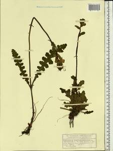Pedicularis sceptrum-carolinum, Eastern Europe, Volga-Kama region (E7) (Russia)