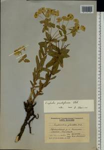 Euphorbia goldei Prokh., Eastern Europe, Moldova (E13a) (Moldova)