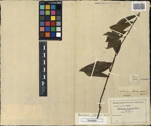 Maesa japonica (Thunb.) Moritzi & Zoll., South Asia, South Asia (Asia outside ex-Soviet states and Mongolia) (ASIA) (Japan)