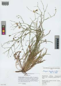 Crepidiastrum tenuifolium (Willd.) Sennikov, Siberia, Altai & Sayany Mountains (S2) (Russia)