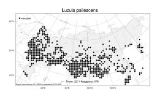 Luzula pallescens Sw., Atlas of the Russian Flora (FLORUS) (Russia)