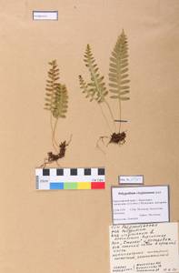 Polypodium sibiricum Sipliv., Siberia, Central Siberia (S3) (Russia)
