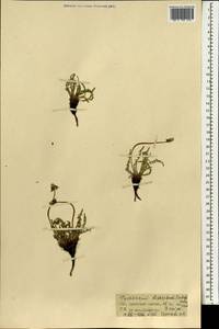 Taraxacum dissectum (Ledeb.) Ledeb., Mongolia (MONG) (Mongolia)
