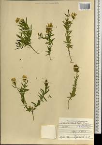 Linaria acutiloba Fisch. ex Rchb., Mongolia (MONG) (Mongolia)