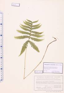 Phegopteris connectilis (Michx.) Watt, Siberia, Altai & Sayany Mountains (S2) (Russia)