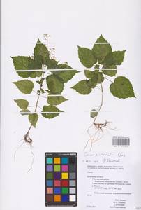 Circaea ×intermedia Ehrh., Eastern Europe, Central region (E4) (Russia)