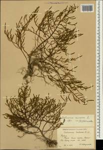 Salicornia europaea (Moss) Lambinon & Vanderp., Crimea (KRYM) (Russia)