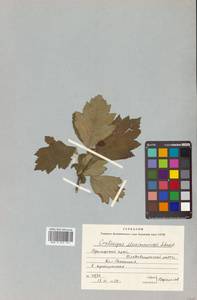 Crataegus maximowiczii C. K. Schneid., Siberia, Russian Far East (S6) (Russia)