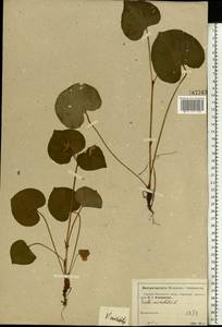 Viola mirabilis L., Eastern Europe, Moscow region (E4a) (Russia)
