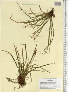 Carex digitata L., Eastern Europe, Central region (E4) (Russia)