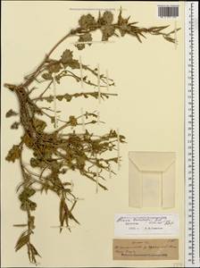Alliaria taurica (Adam) V. I. Dorof., Caucasus, Dagestan (K2) (Russia)
