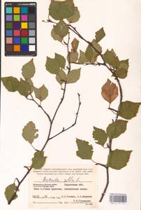 Betula pubescens Ehrh., Eastern Europe, South Ukrainian region (E12) (Ukraine)