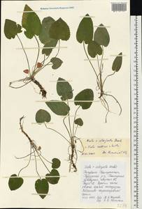 Viola ×interjecta Borbás, Eastern Europe, Eastern region (E10) (Russia)