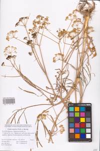 Ferula tatarica Fisch. ex Spreng., Eastern Europe, Lower Volga region (E9) (Russia)