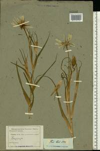 Tragopogon, Eastern Europe (no precise locality) (E0) (Not classified)