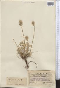 Astragalus stenanthus Bunge, Middle Asia, Western Tian Shan & Karatau (M3) (Kazakhstan)