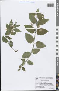 Lonicera tatarica L., Eastern Europe, Eastern region (E10) (Russia)