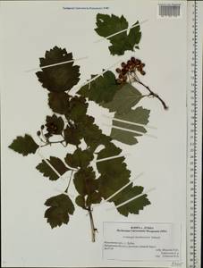 Crataegus maximowiczii C. K. Schneid., Eastern Europe, Moscow region (E4a) (Russia)