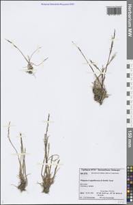 Phippsia concinna (Th.Fr.) Lindeb., Siberia, Central Siberia (S3) (Russia)