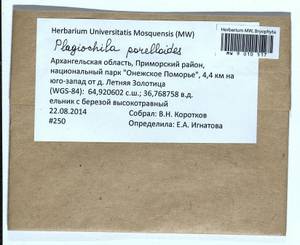 Plagiochila porelloides (Torr. ex Nees) Lindenb., Bryophytes, Bryophytes - European North East (B7) (Russia)