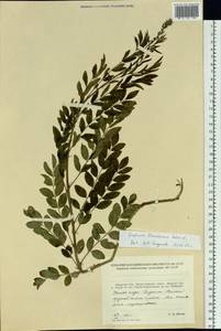 Sophora flavescens Aiton, Siberia, Russian Far East (S6) (Russia)