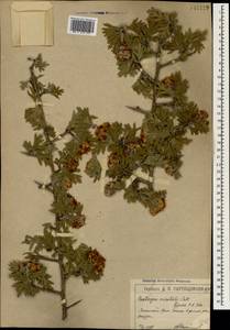 Crataegus orientalis Pall. ex M. Bieb., Crimea (KRYM) (Russia)