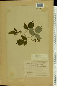 Rubus idaeus L., Eastern Europe, North-Western region (E2) (Russia)