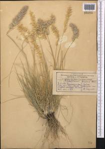 Enneapogon persicus Boiss., Middle Asia, Kopet Dag, Badkhyz, Small & Great Balkhan (M1) (Turkmenistan)