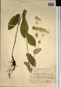 Bupleurum aureum Fisch., Eastern Europe, Eastern region (E10) (Russia)