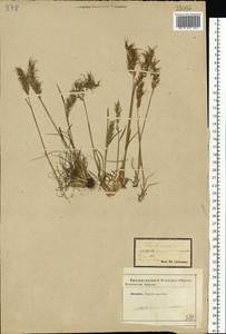Poa bulbosa L., Eastern Europe, Central forest-and-steppe region (E6) (Russia)