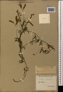 Lathyrus hirsutus L., Caucasus, Stavropol Krai, Karachay-Cherkessia & Kabardino-Balkaria (K1b) (Russia)
